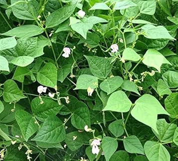 White Tepary Bean Vegetable Seeds for Planting, heirloom & Non-GMO Seeds